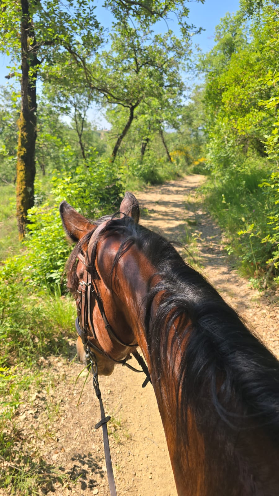 Cavallo sul sentiero campus estivo maneggio H Ranch Perugia