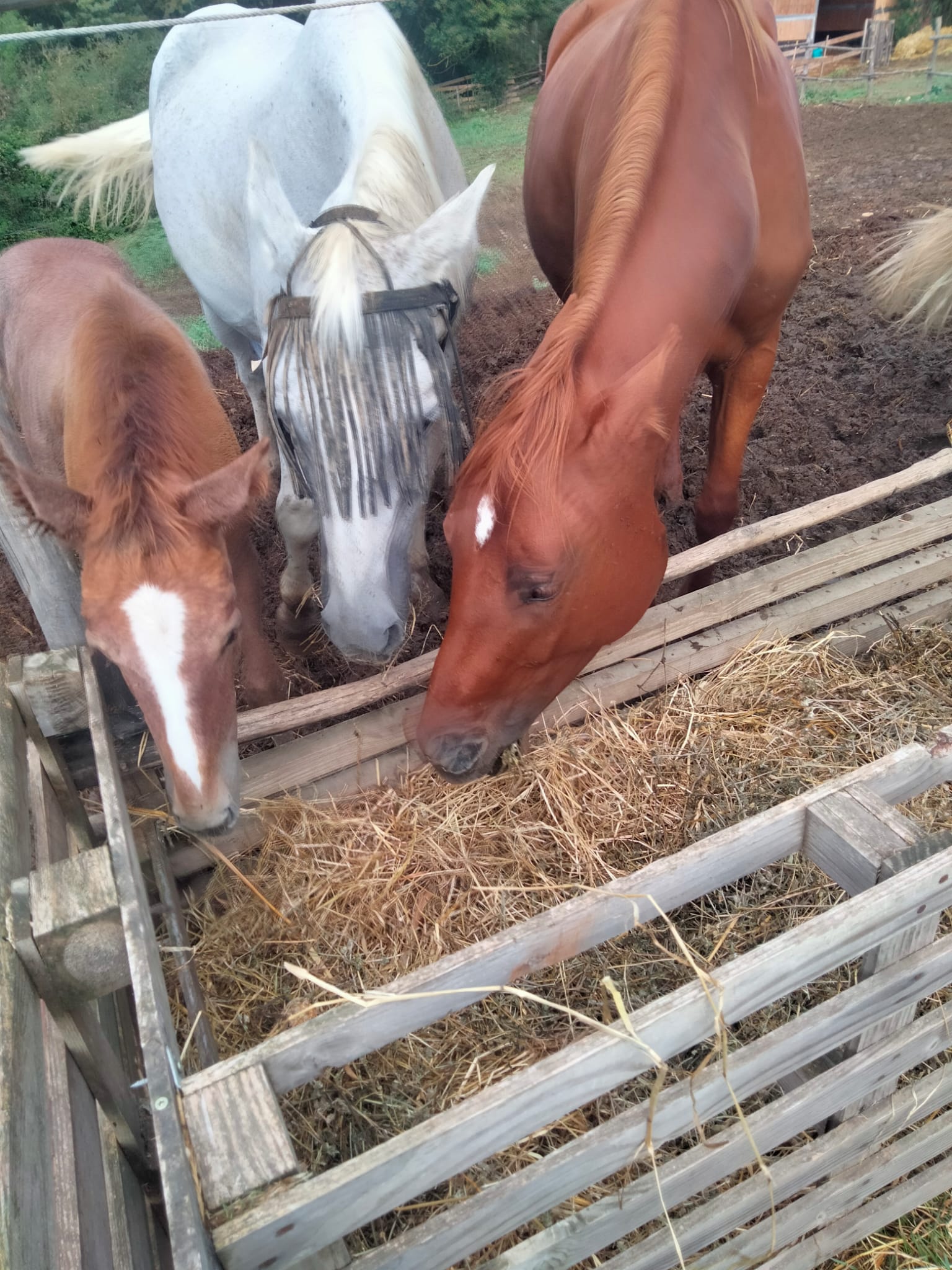 Cavalli al fieno nel maneggio H Ranch Loc. Capanne PG